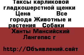 Таксы карликовой гладкошерстной щенки › Цена ­ 20 000 - Все города Животные и растения » Собаки   . Ханты-Мансийский,Лангепас г.